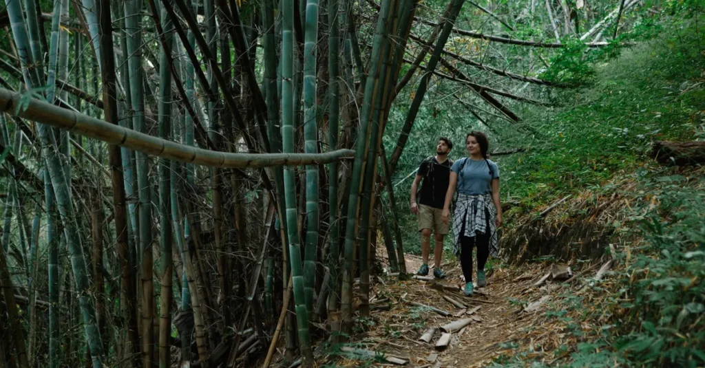 Full body of unrecognizable young female and male travelers in casual clothes walking on narrow pathway among bamboo trees during hiking trip