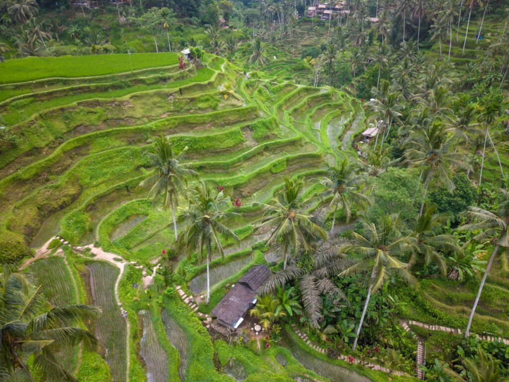 Lush green rice terraces of Ubud, Bali, showcasing stunning terraced fields.