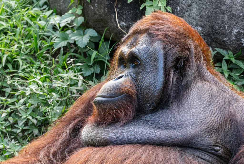 Relaxed Bornean orangutan lying on grass at Bali Zoo, Indonesia.