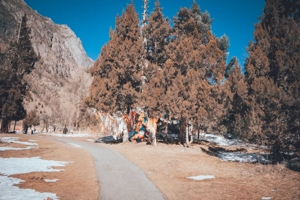 Scenic view of trees and prayer flags on a snowy mountain path.