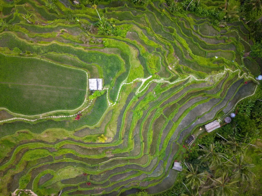 Stunning aerial shot of Bali's lush green rice terraces showcasing intricate patterns.