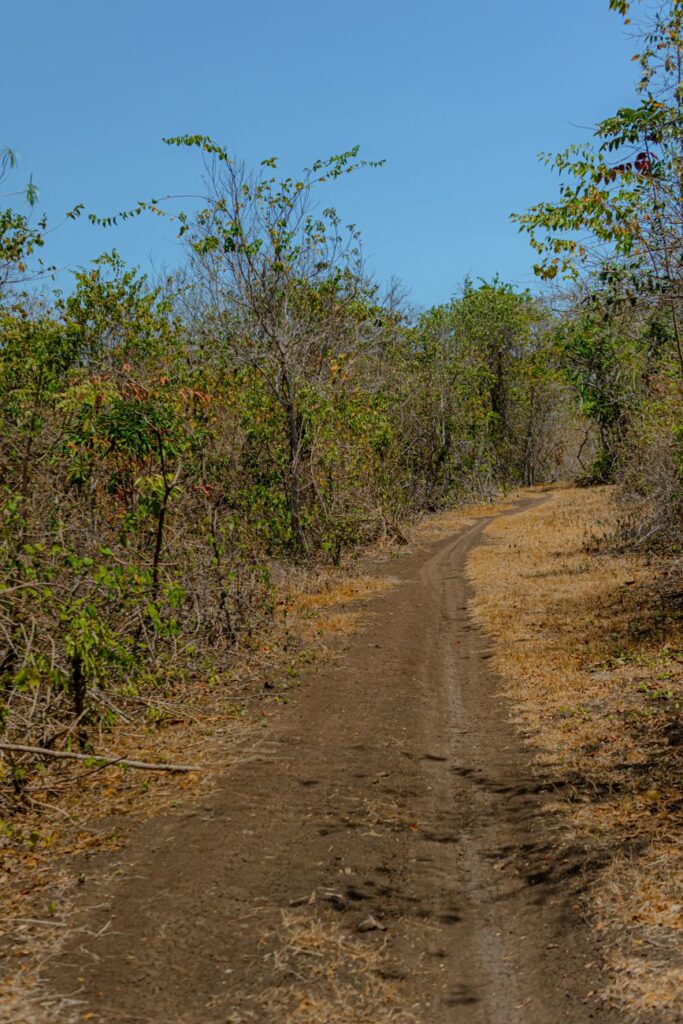 Tranquil dirt road winding through rural countryside with sparse trees under clear blue sky.