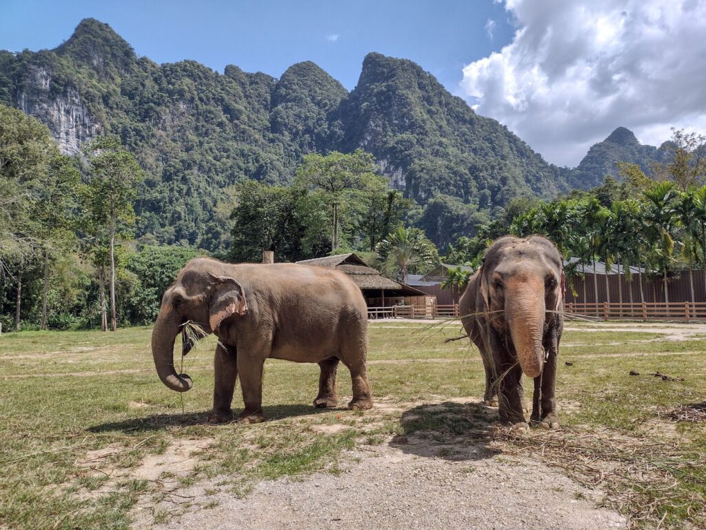Two Asian elephants roam a natural sanctuary in Thailand surrounded by lush mountains and greenery.