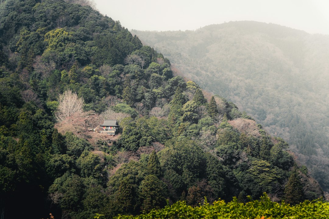 Voyage au Japon en famille : le guide ultra complet